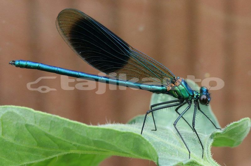 Big with watermark image