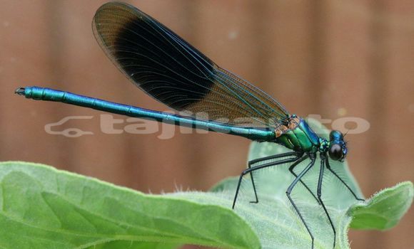 Medium with watermark image