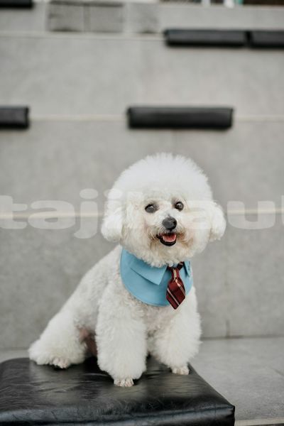 Big with watermark image