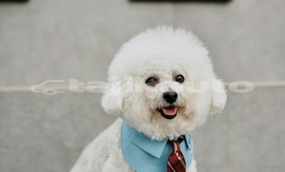 Medium with watermark image