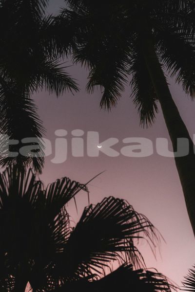 Big with watermark image