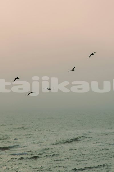 Big with watermark image