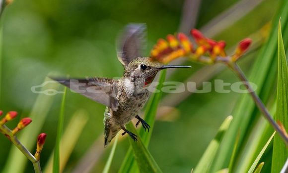 Medium with watermark image
