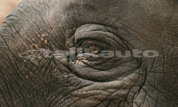 Medium with watermark image