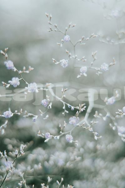 Big with watermark image