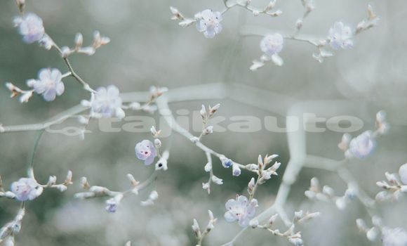 Medium with watermark image