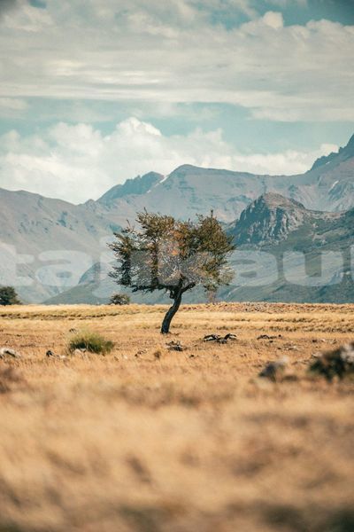 Big with watermark image