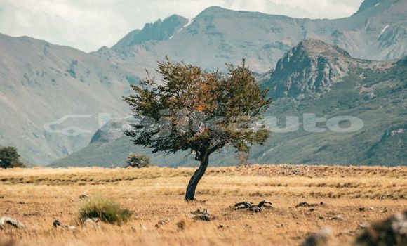 Medium with watermark image