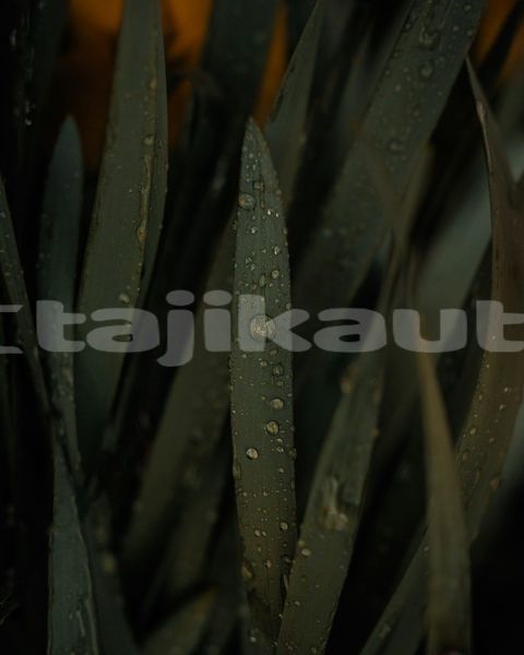 Big with watermark image