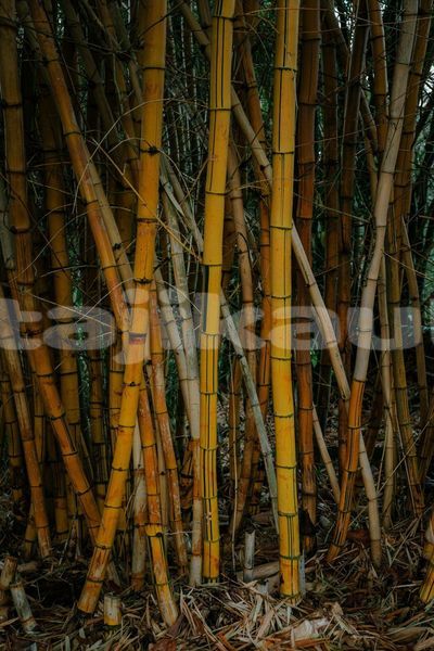 Big with watermark image
