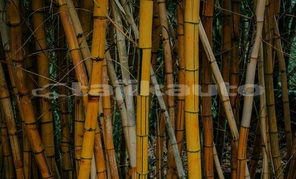 Medium with watermark image