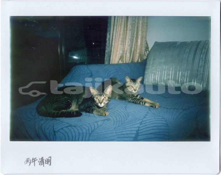 Big with watermark image