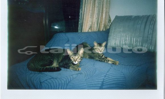 Medium with watermark image