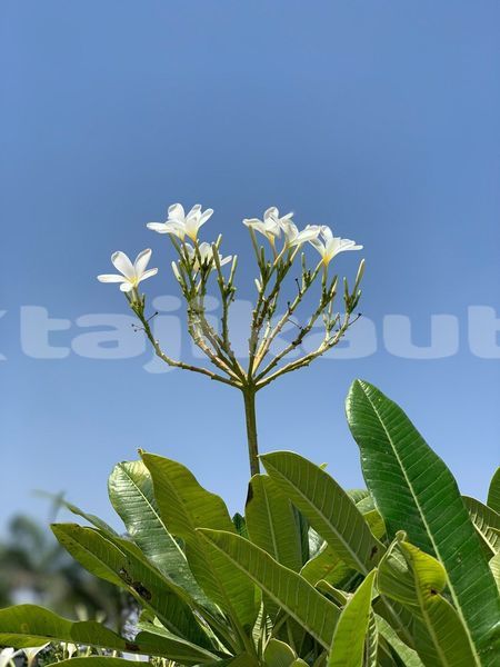 Big with watermark image