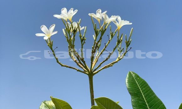 Medium with watermark image