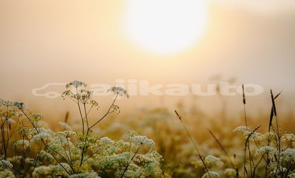 Medium with watermark image
