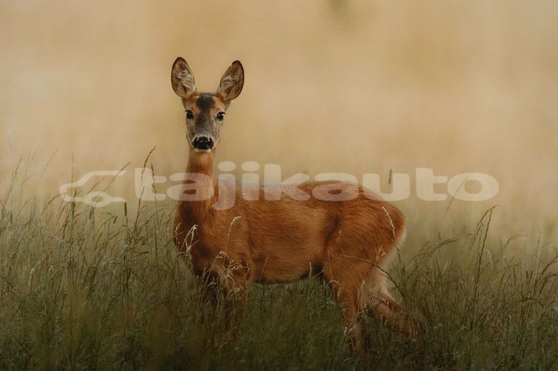 Big with watermark image