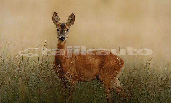 Medium with watermark image