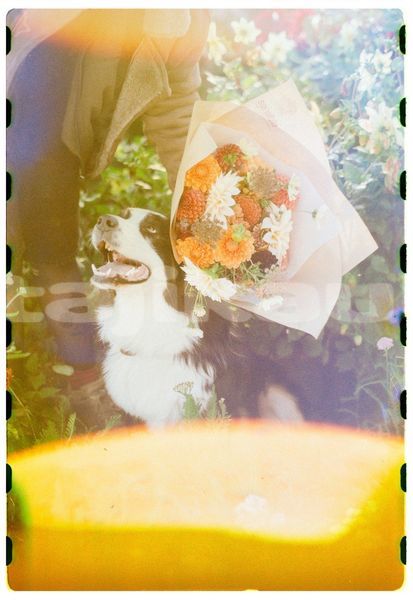 Big with watermark image