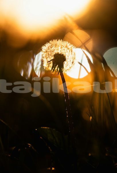 Big with watermark image