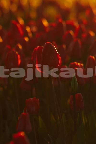 Big with watermark image