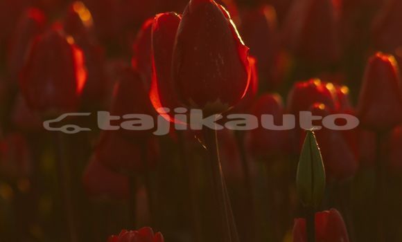 Medium with watermark image