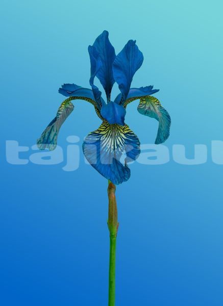 Big with watermark image
