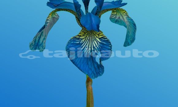 Medium with watermark image