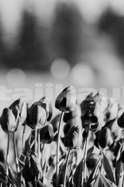 Big with watermark image