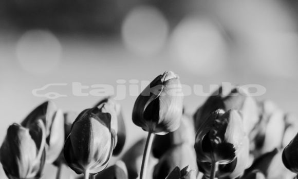 Medium with watermark image