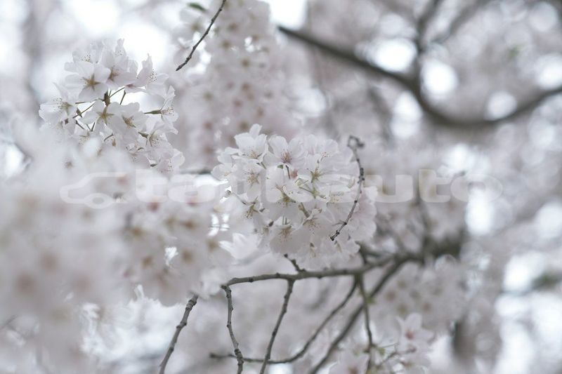 Big with watermark image