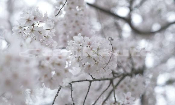 Medium with watermark image