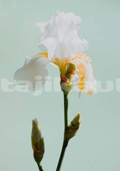 Big with watermark image