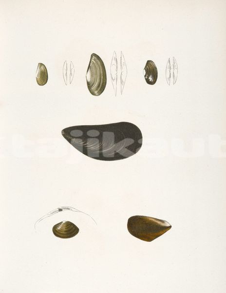 Big with watermark image