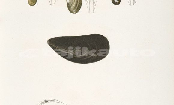Medium with watermark image