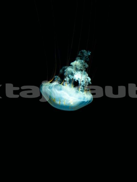 Big with watermark image