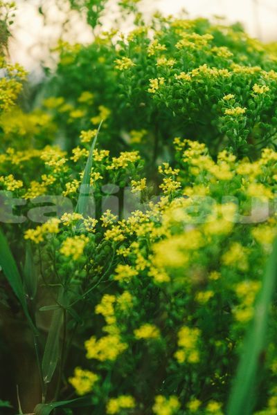 Big with watermark image