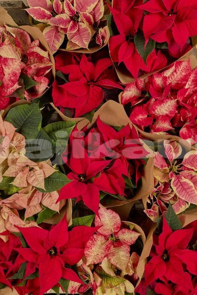 Big with watermark image