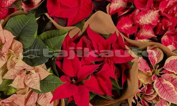 Medium with watermark image
