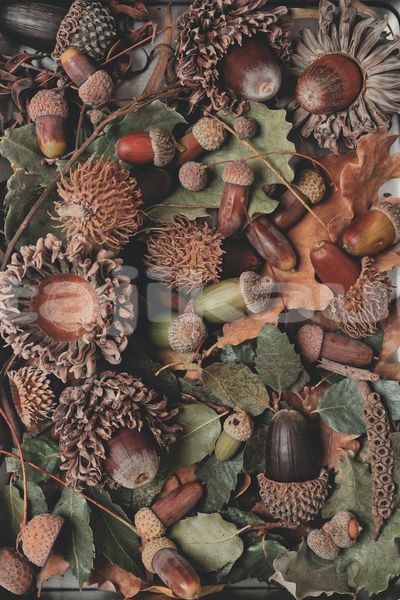 Big with watermark image