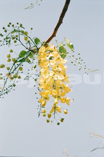 Big with watermark image