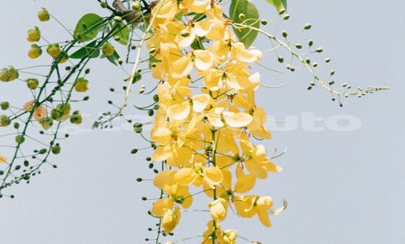 Medium with watermark image