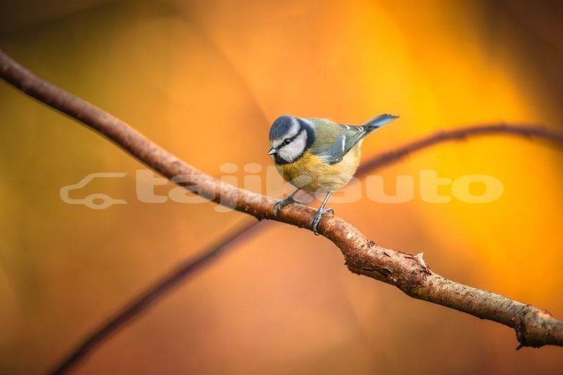 Big with watermark image