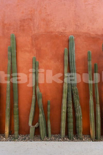 Big with watermark image