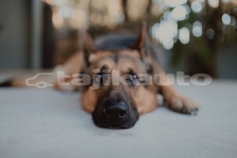 Big with watermark image