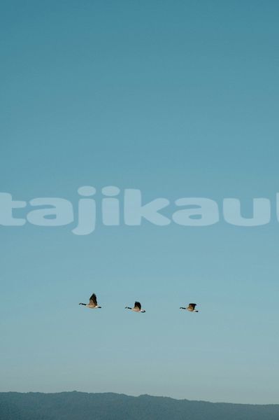 Big with watermark image