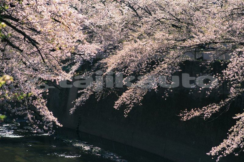Big with watermark image