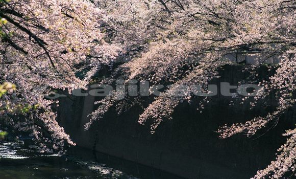 Medium with watermark image