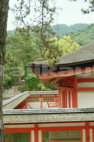 Big with watermark image