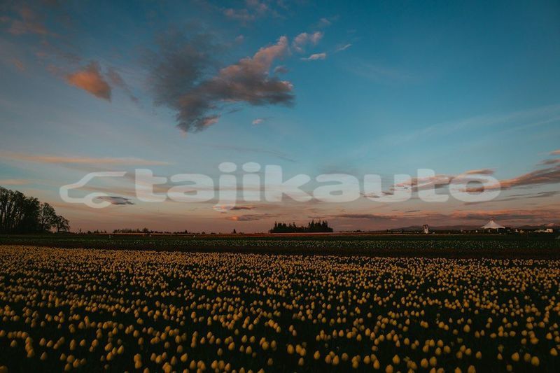 Big with watermark image